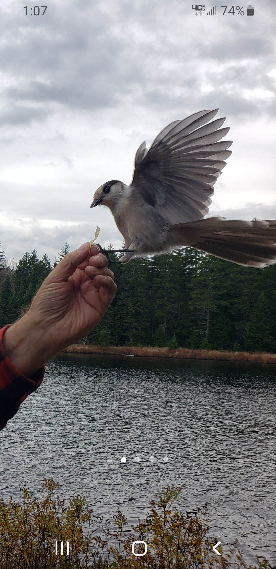 Camper-submitted photo at Lone Jack Campground — Cold Stream Forest near Caratunk, ME