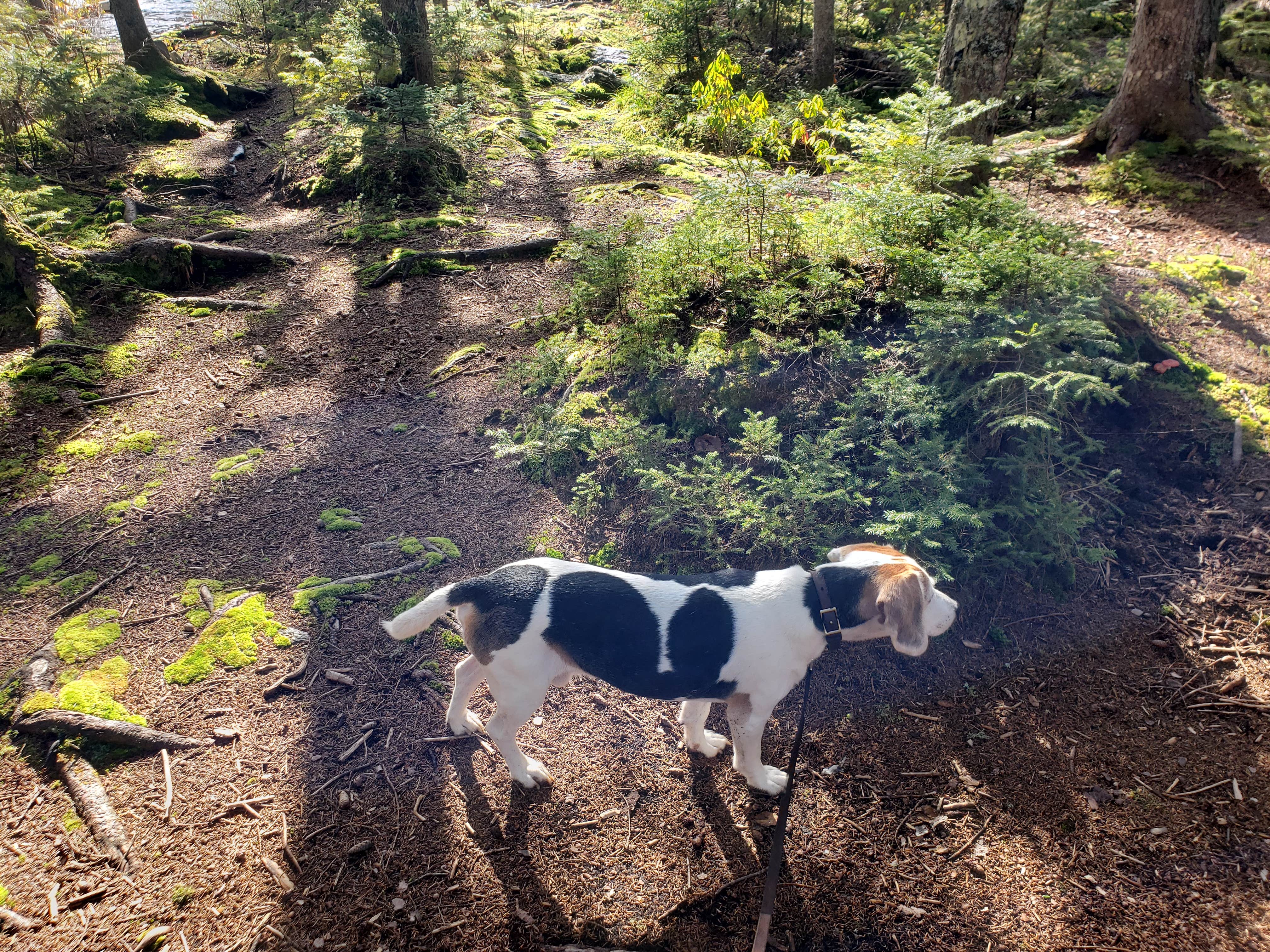 Camper-submitted photo at Lone Jack Campground — Cold Stream Forest near Caratunk, ME