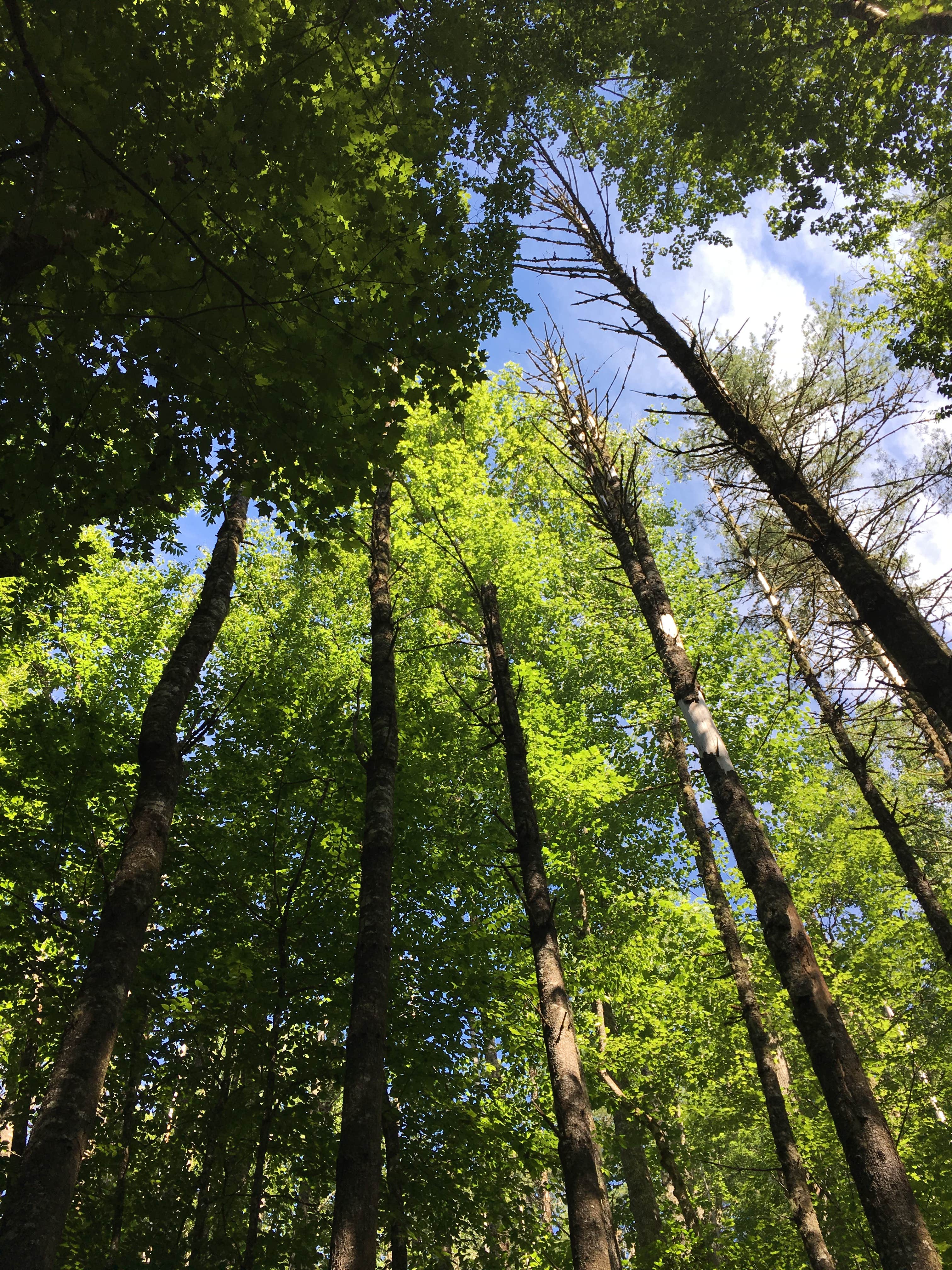 Camper submitted image from Bartram Trail Campground on Nantahala Lake - 2