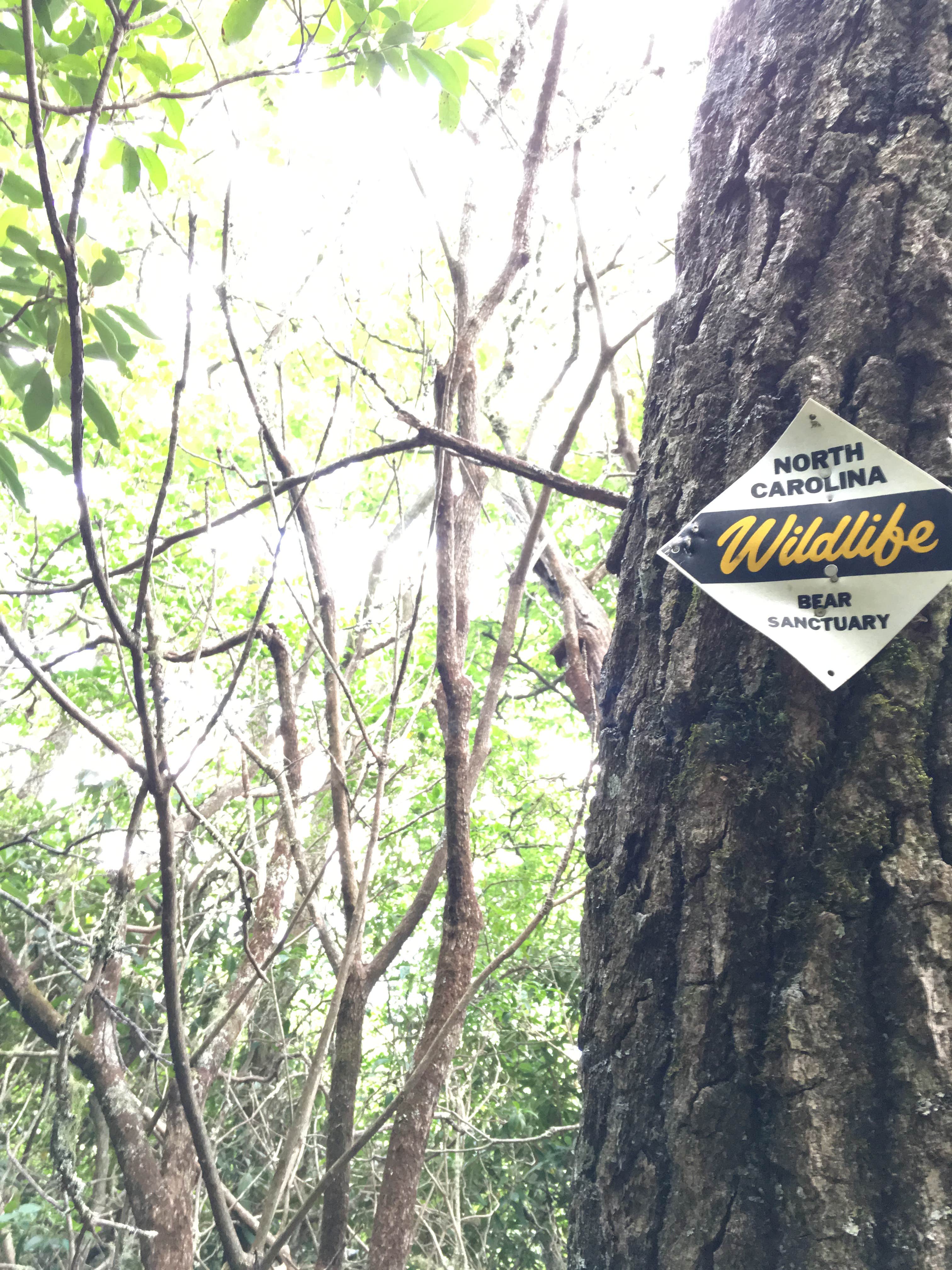 Camper-submitted photo at Bartram Trail Campground Past Wayah Bald near Bryson City, NC