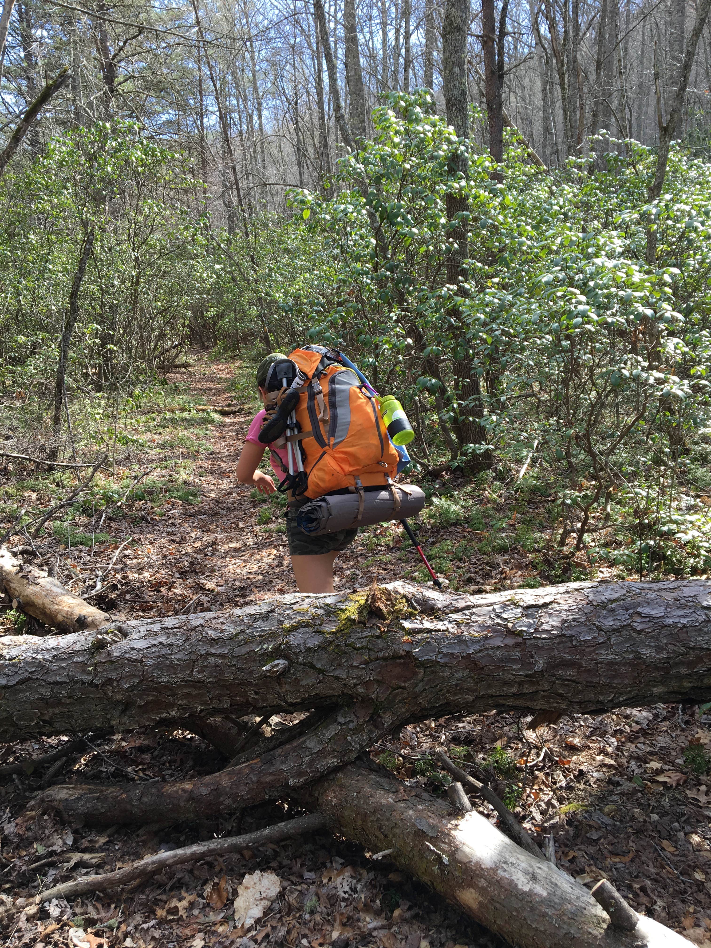 Camper submitted image from Bartram Trail Campground Past Wayah Bald - 1