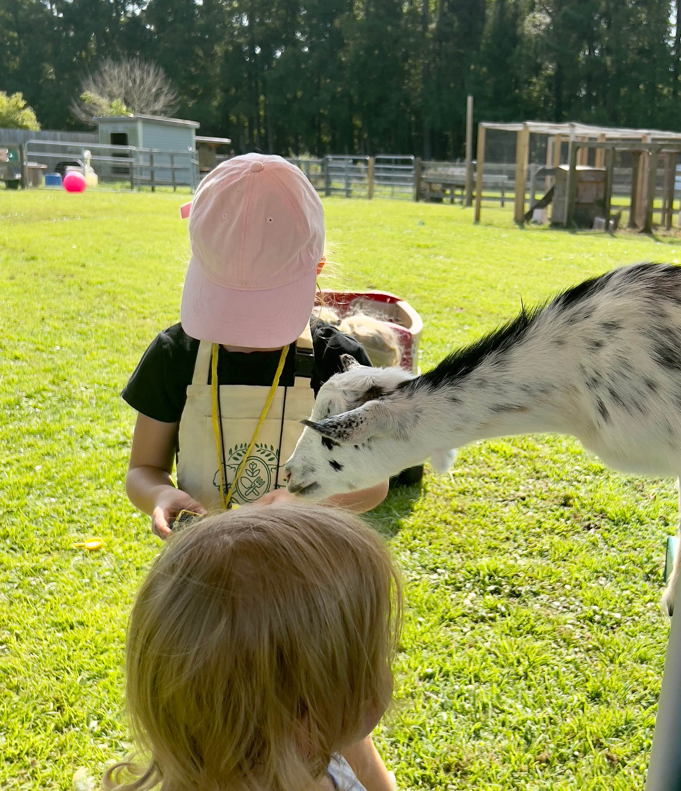 Jeannie B.'s photo of camping with pets at Flip Flop Family Farm near Havelock, NC
