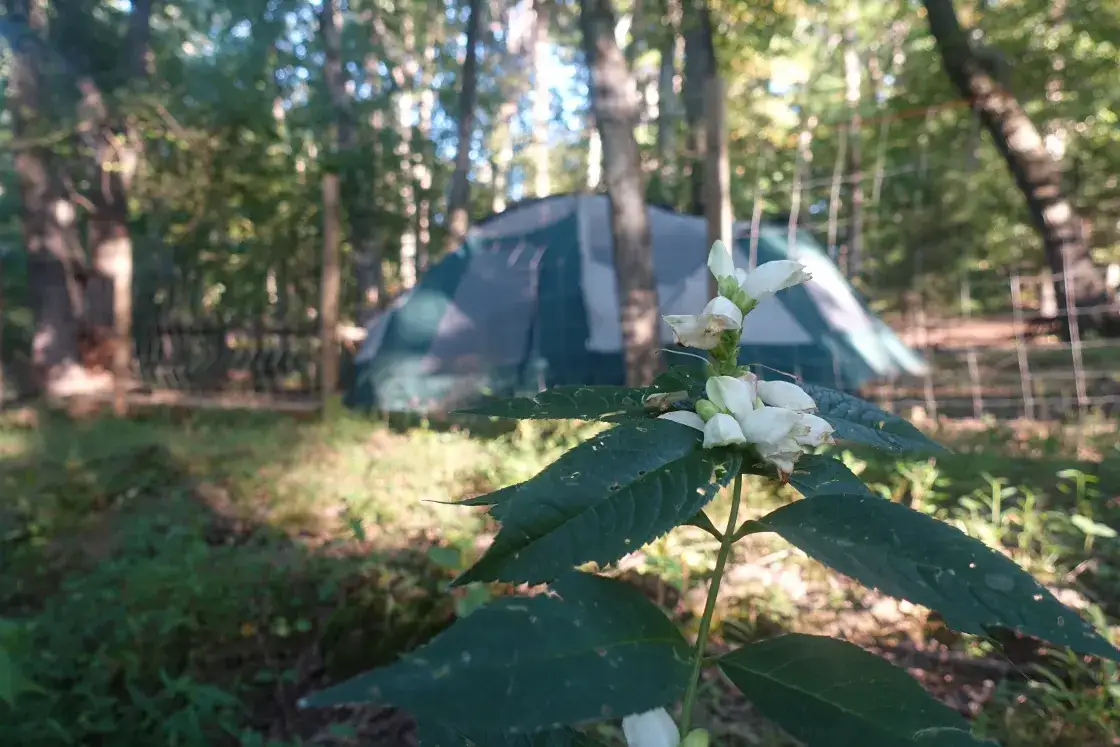 Camper-submitted photo at Lovers Lane FarmStay near Culpeper, VA
