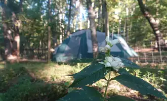 Camping near Shenandoah Crossing, a Bluegreen Vacations Resort: Lovers Lane FarmStay, Barboursville, Virginia
