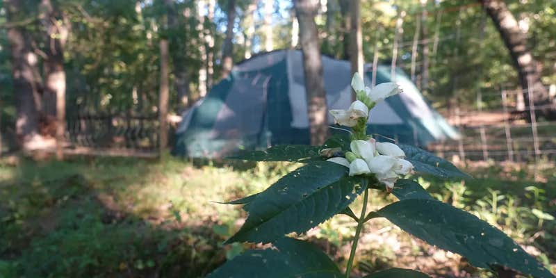 Camper submitted image from Lovers Lane FarmStay