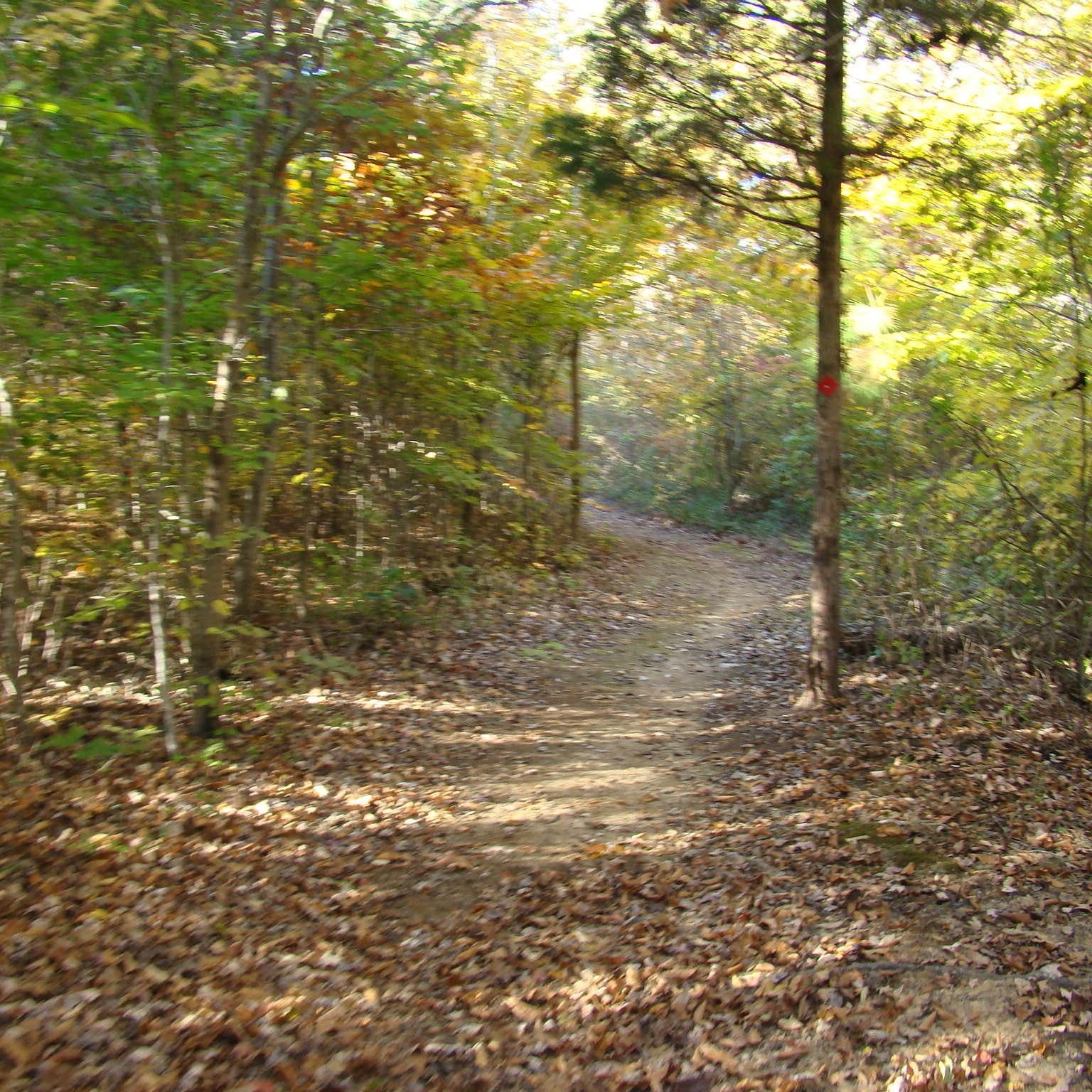 Escape to the Peaks: Uncovering the Magic of Medoc Mountain State Park