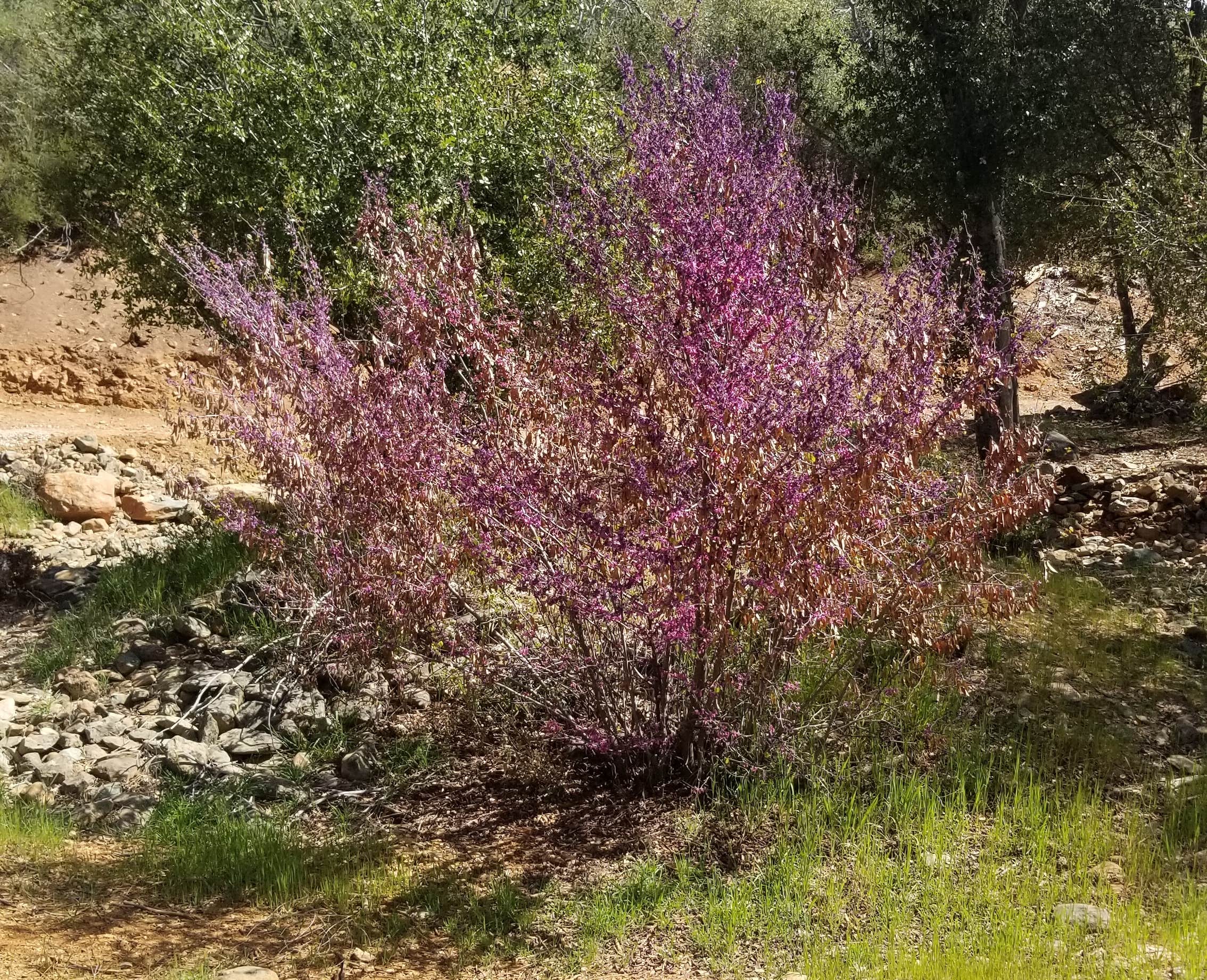 Camping near Bagby Camping and Recreation: Potato Hill Group, Midpines, California