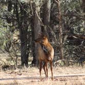 Review photo of Hualapai Mountain Park by Crystal C., November 1, 2018