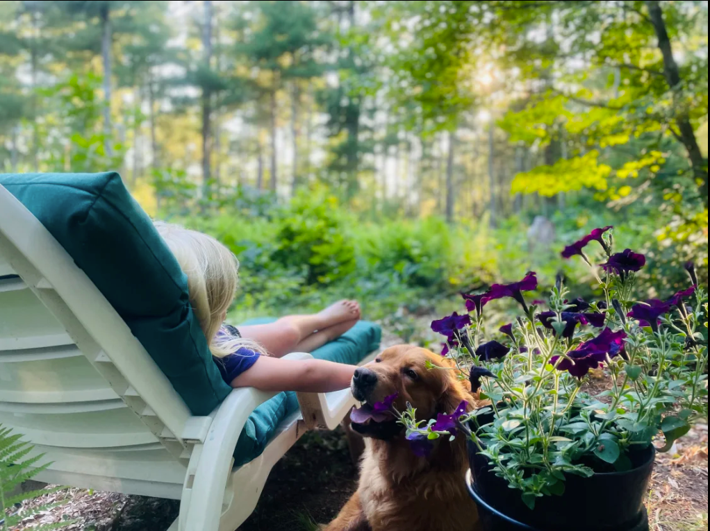 Ashley F.'s photo of camping with pets at Cozy Wooded Nook near Walpole, MA