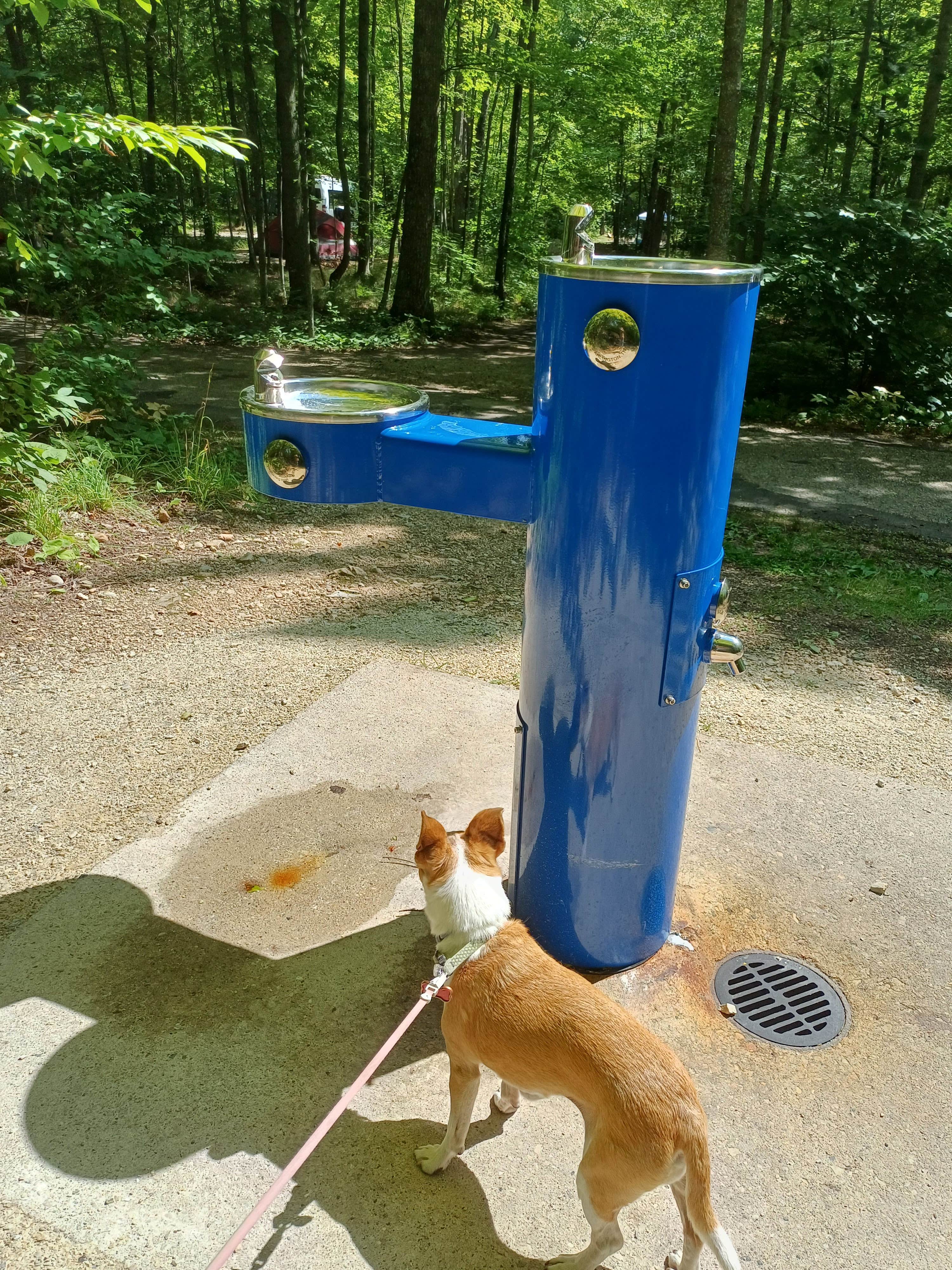 Laura M.'s photo of camping with pets at Welcker's Point Campground — Peninsula State Park near Menominee, MI