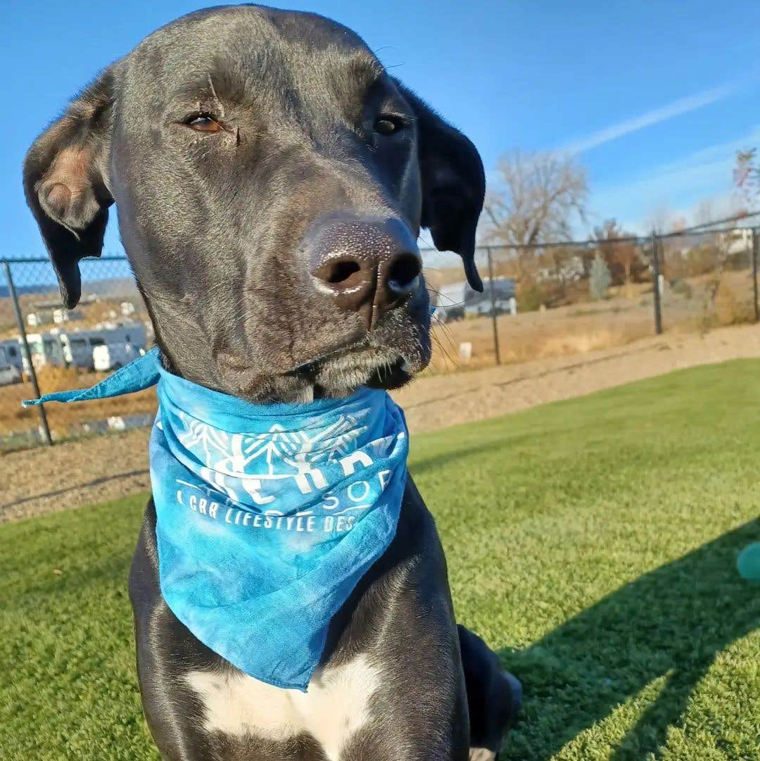 Erin F.'s photo of camping with pets at Verde Ranch RV Resort near Clarkdale, AZ