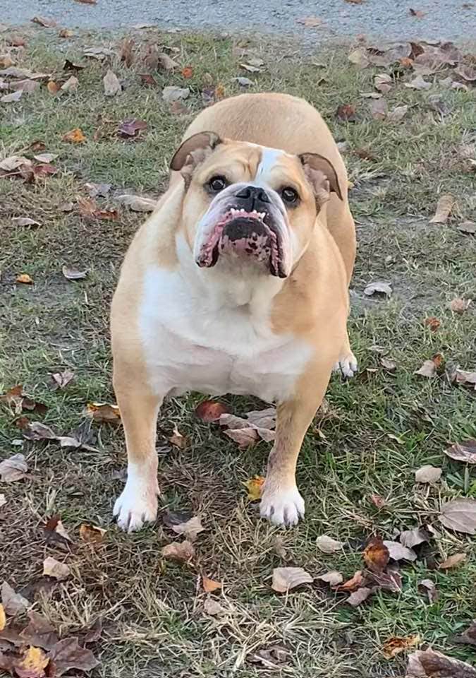 Camper-submitted photo at WNC Kampers Lodge Of America near Wake Forest, NC