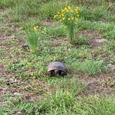 Review photo of Oscar Scherer State Park Campground by Keith F., November 9, 2023