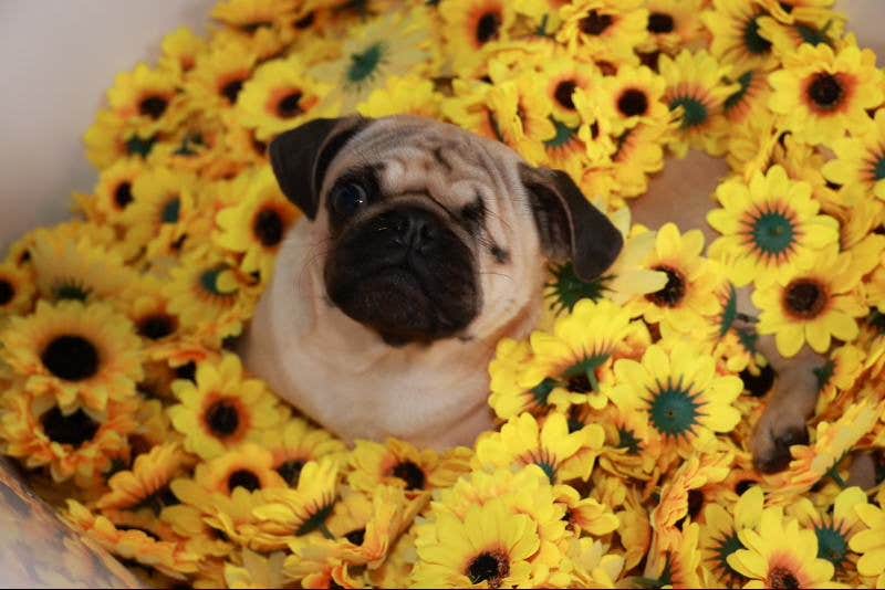 Kurt W.'s photo of camping with pets at SC Campgrounds near Windermere, FL