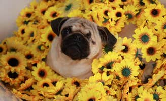 Kurt W.'s photo of camping with pets at SC Campgrounds near Windermere, FL