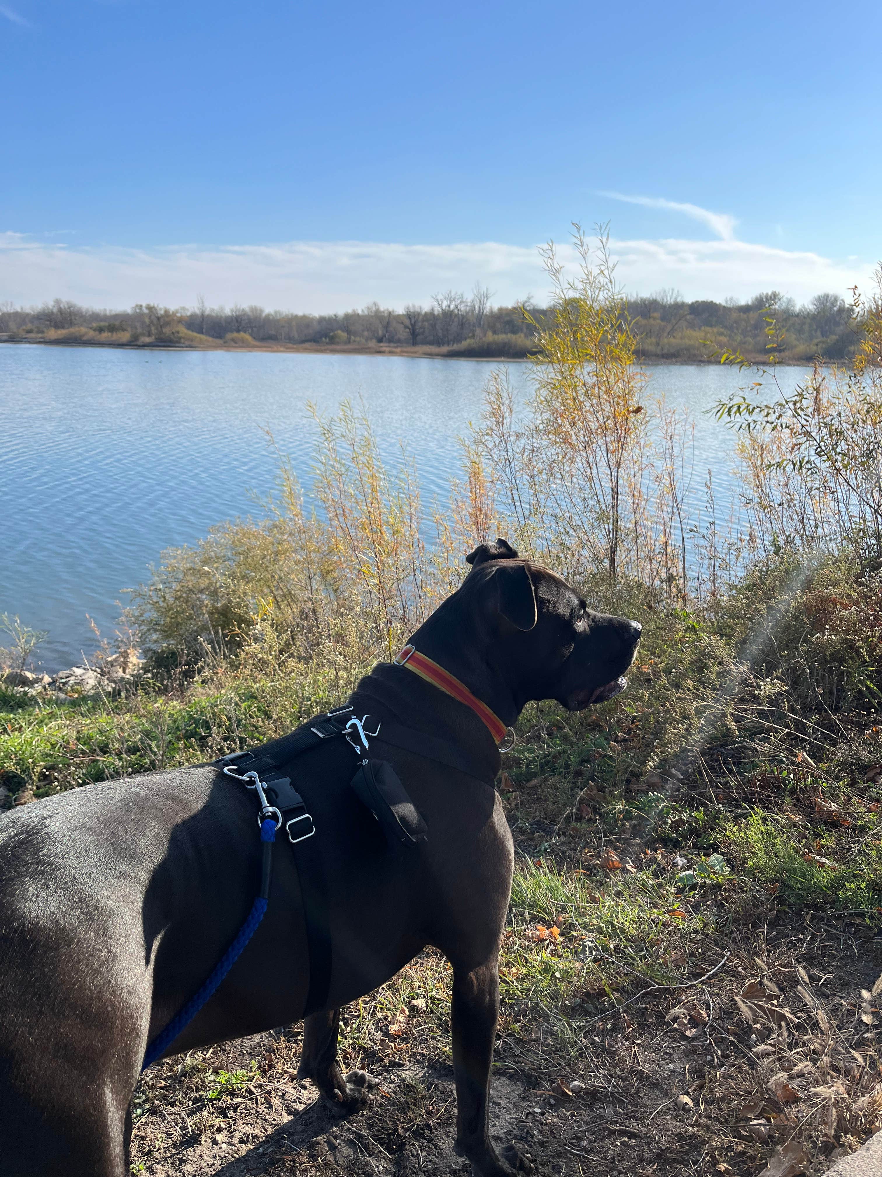 Lisa T.'s photo of camping with pets at George Wyth State Park Campground near Independence, IA