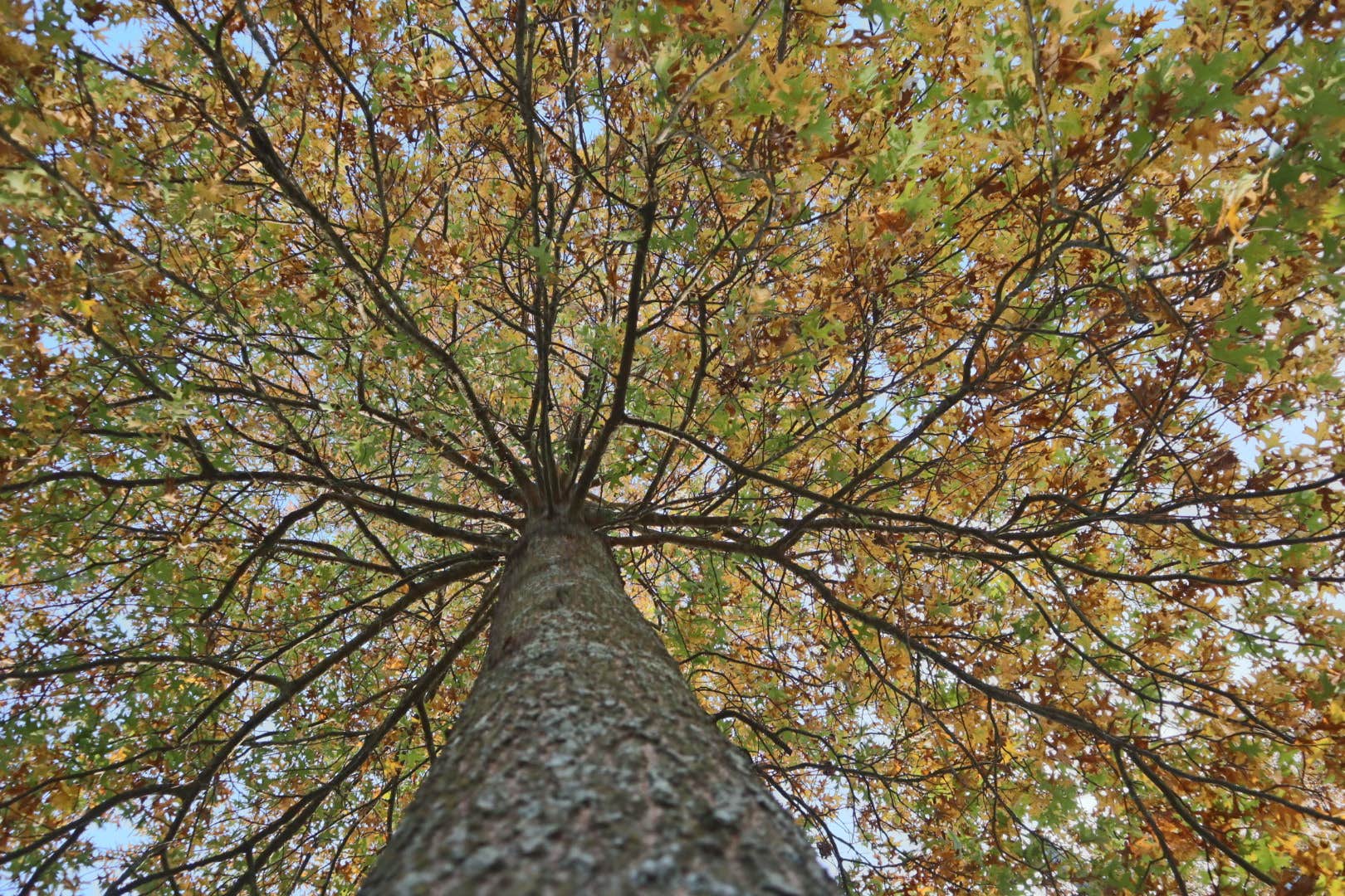 Camper-submitted photo at Mama Gaia’s Zen Garden near Dierks, AR