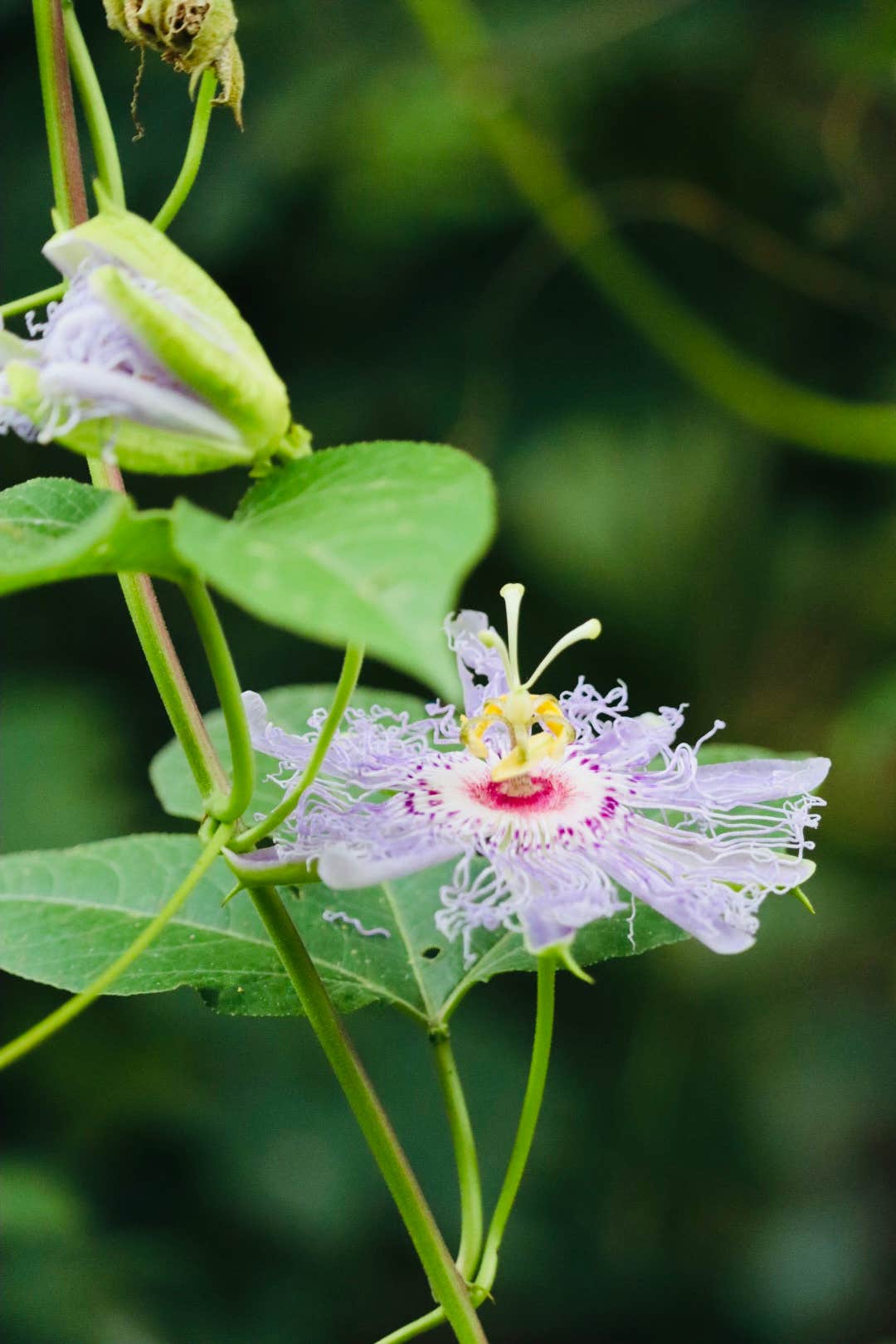Camper-submitted photo at Mama Gaia’s Zen Garden near Dierks, AR
