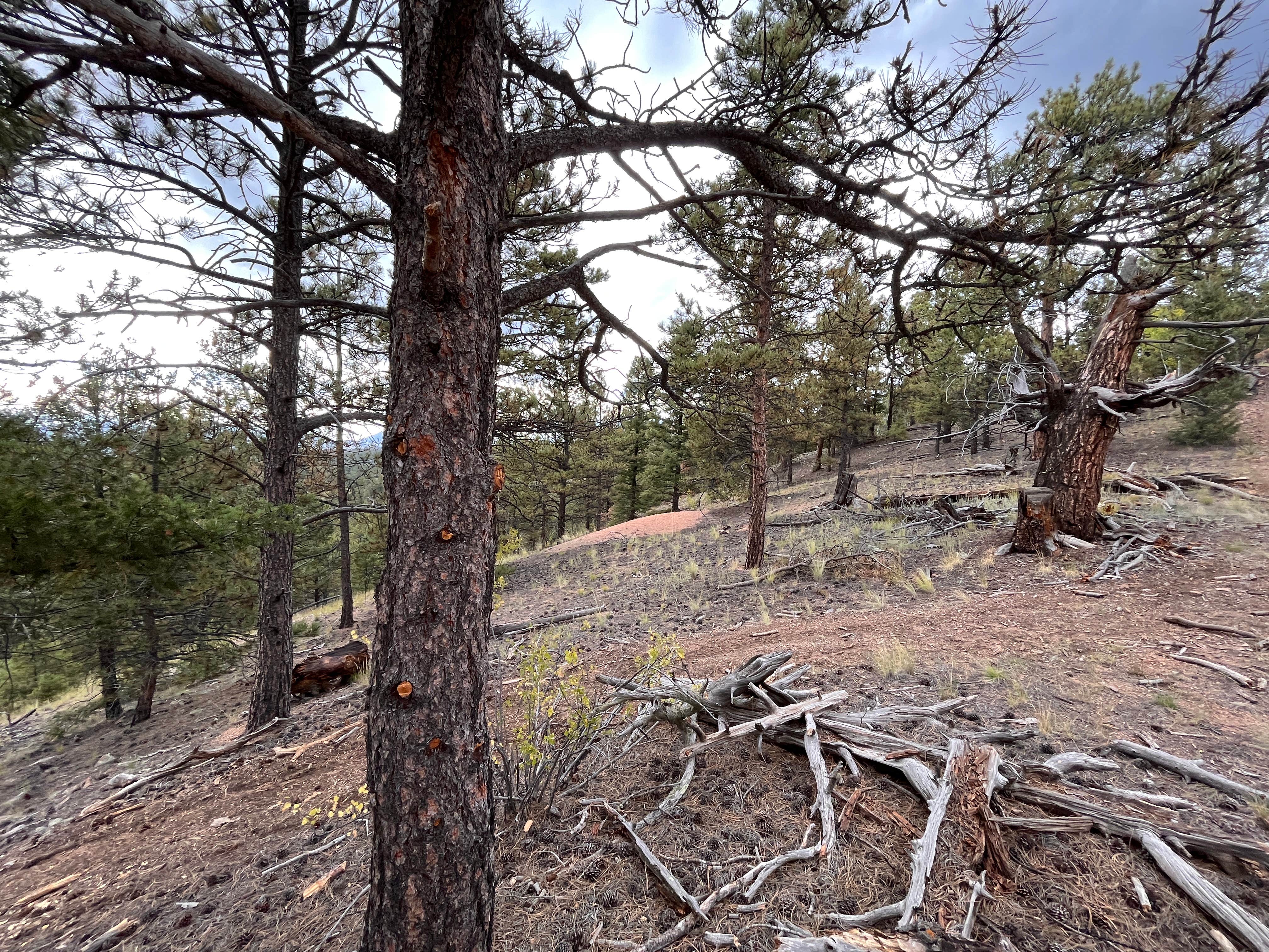 Camper-submitted photo at Mydnyt Mountain near Lake George, CO