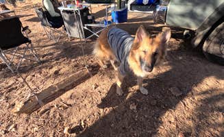 Shane K.'s photo of camping with pets at Pine Pointe Vista near Strawberry, AZ