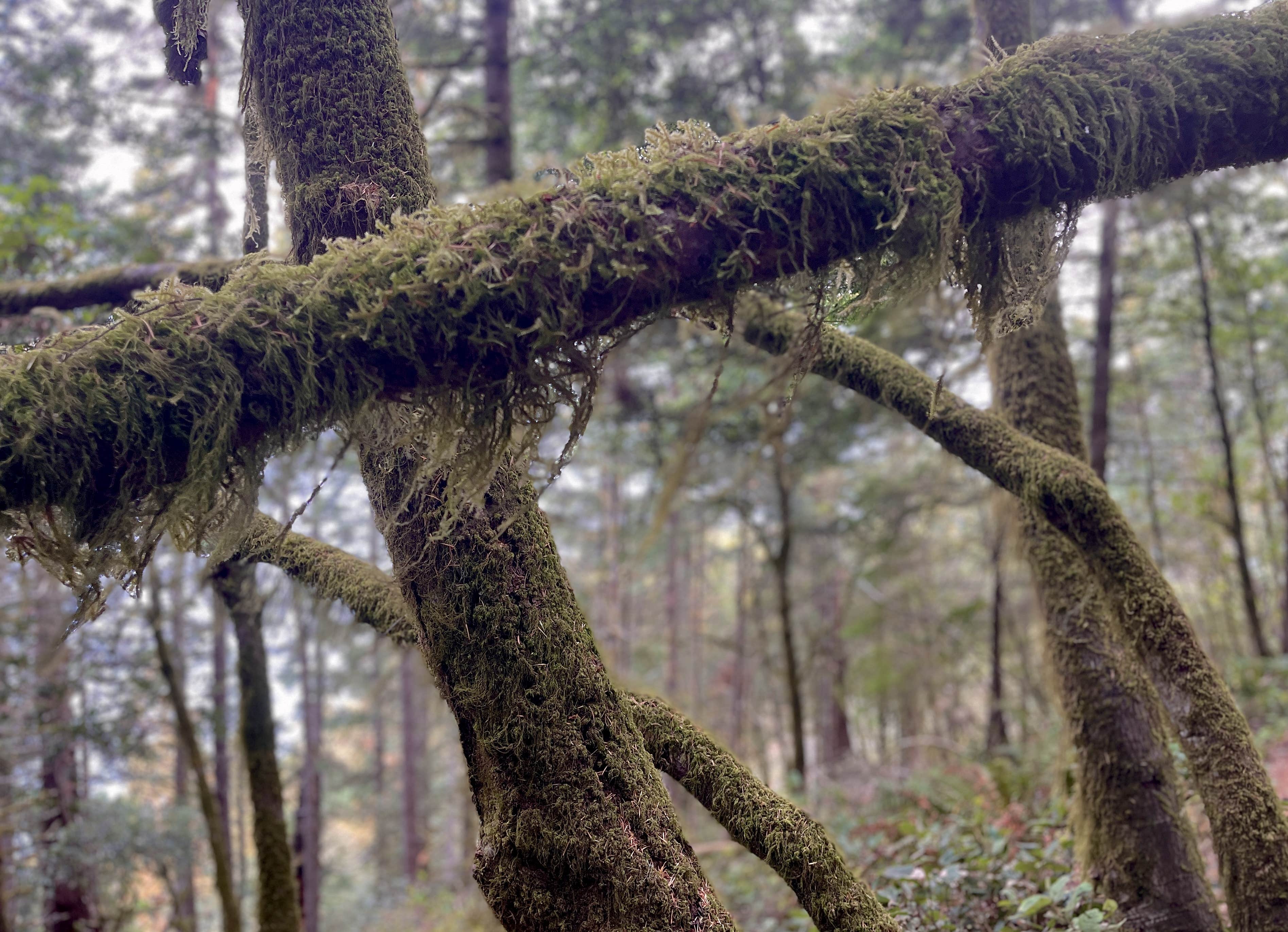 Lee D.'s photo of camping with pets at Humbug Mountain State Park Campground near Ophir, OR