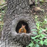 Review photo of Osage Hills State Park Campground by Wil B., August 22, 2016
