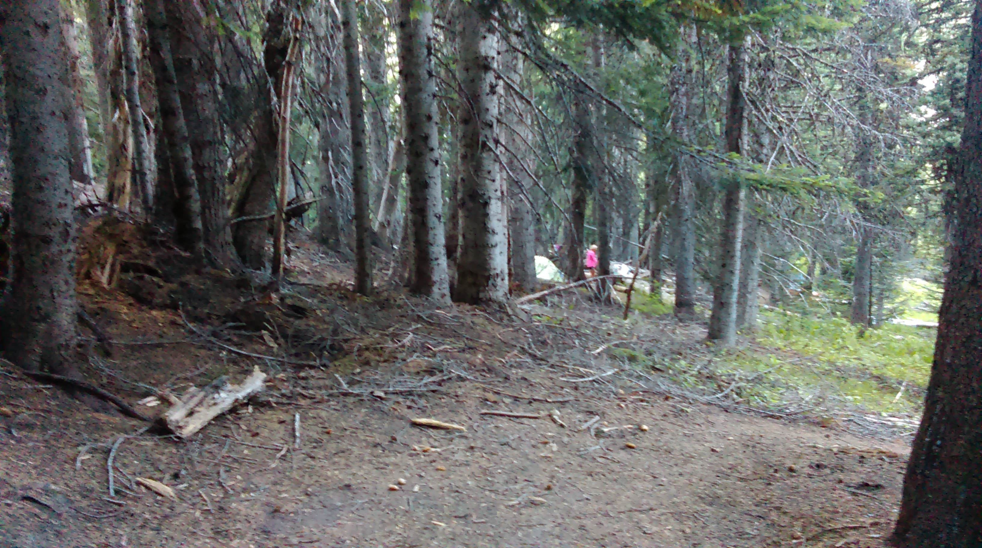 Camper submitted image from Mystic Camp — Mount Rainier National Park - 2