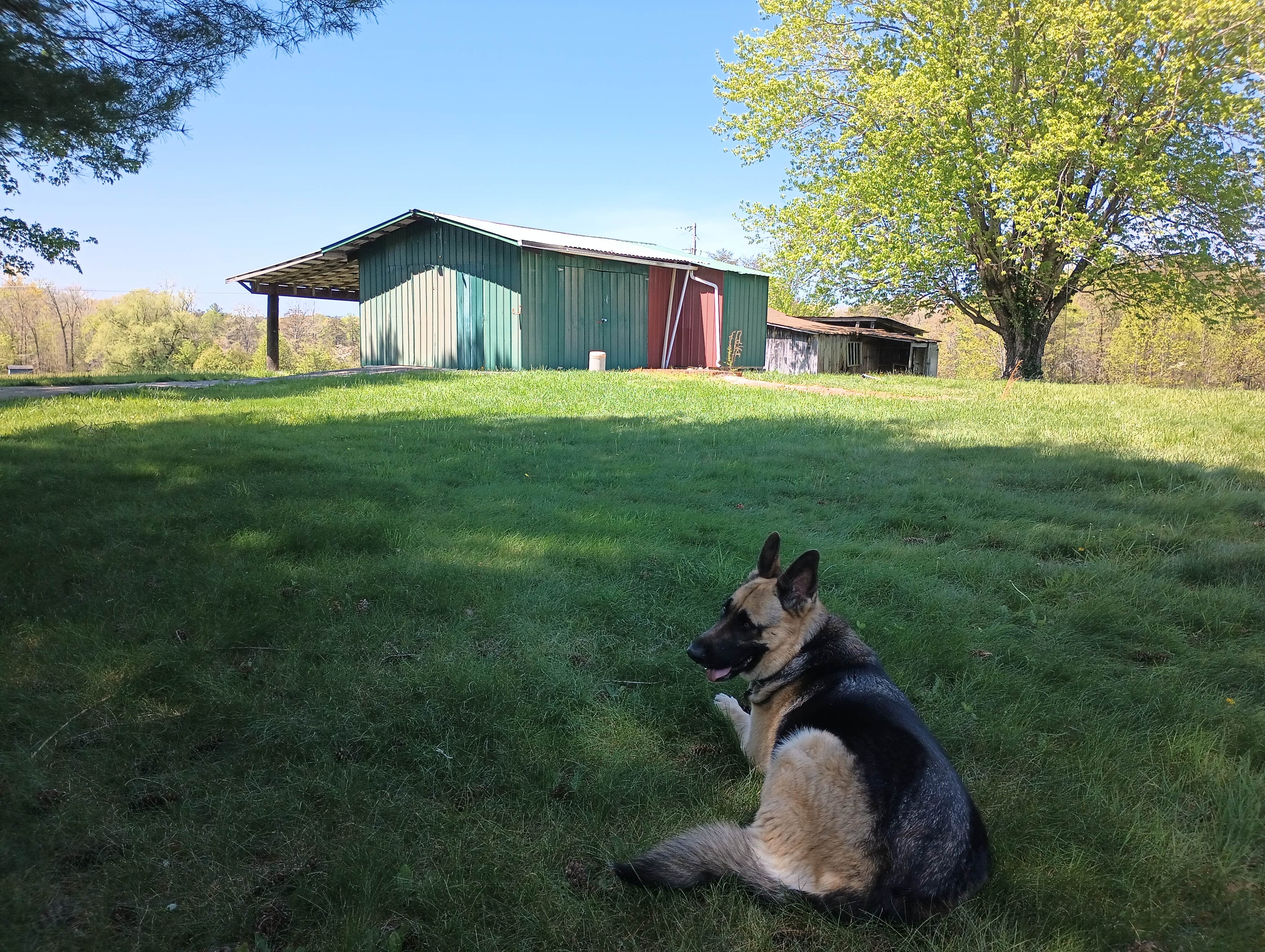 Kurt H.'s photo of camping with pets at Howland's Hidout near Sale Creek, TN