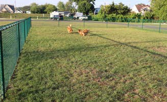 Pamela C.'s photo of camping with pets at Bayfront Resort near Vermilion, OH