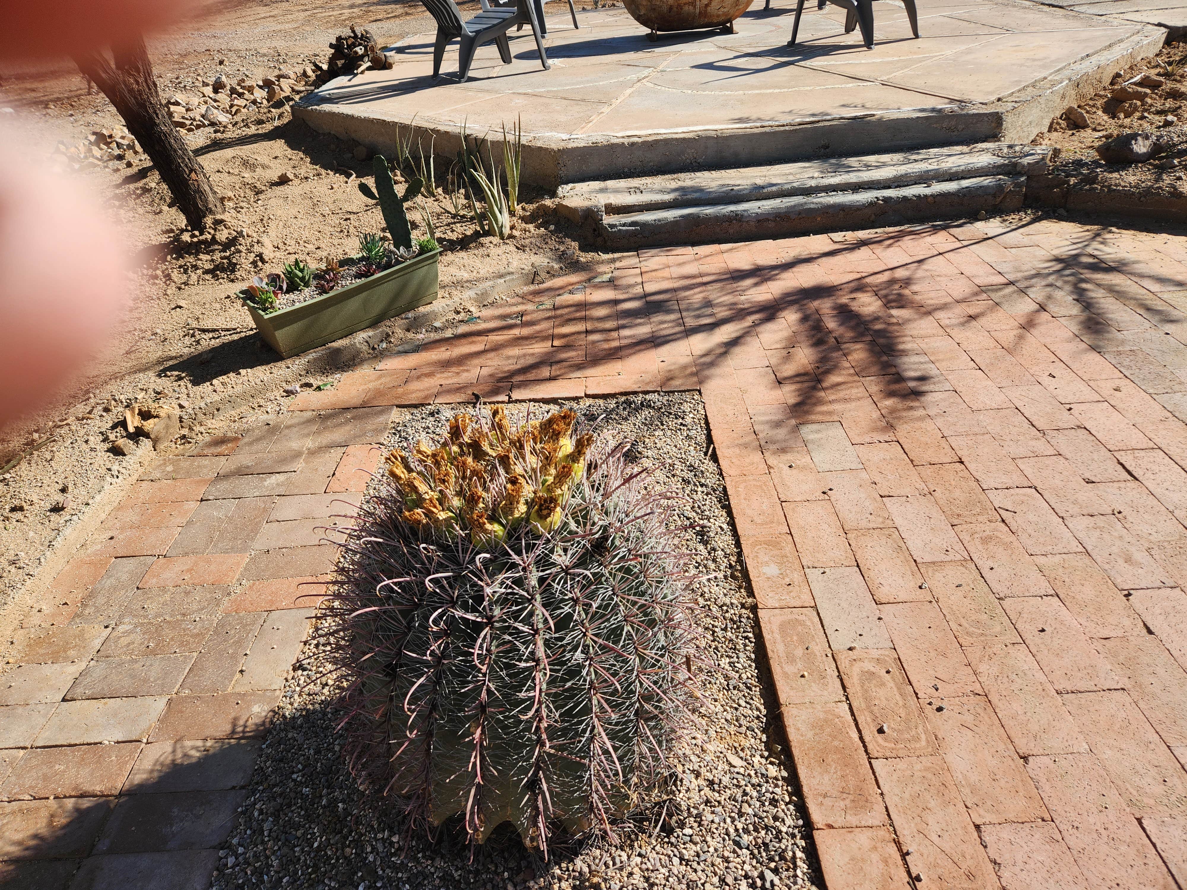 Camper-submitted photo at Camp Saguaro near Oro Valley, AZ