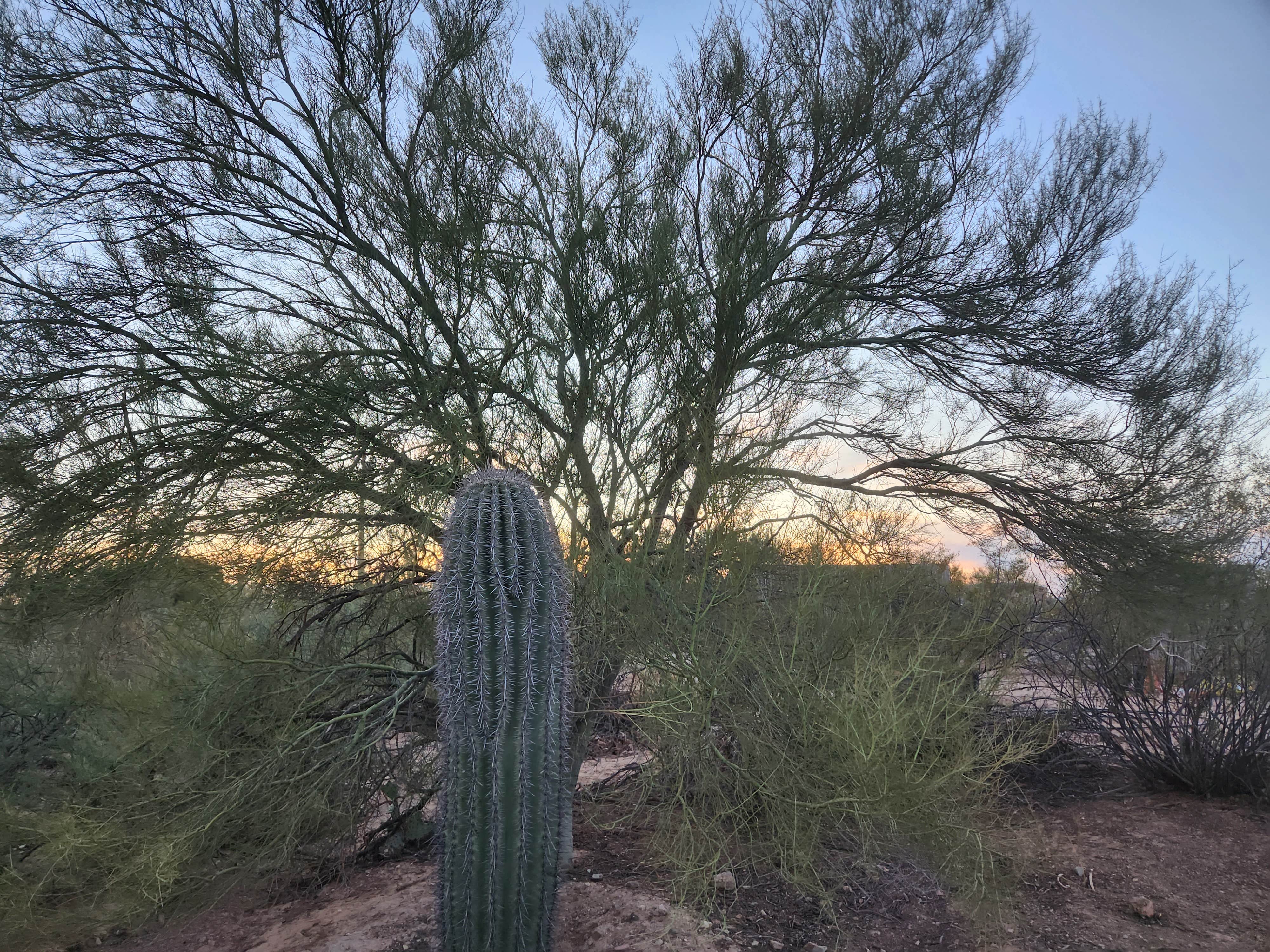 Camper-submitted photo at Camp Saguaro near Oro Valley, AZ