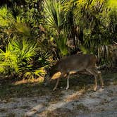 Review photo of Palmetto Ridge Campground — Myakka River State Park by Sonja R., November 23, 2023