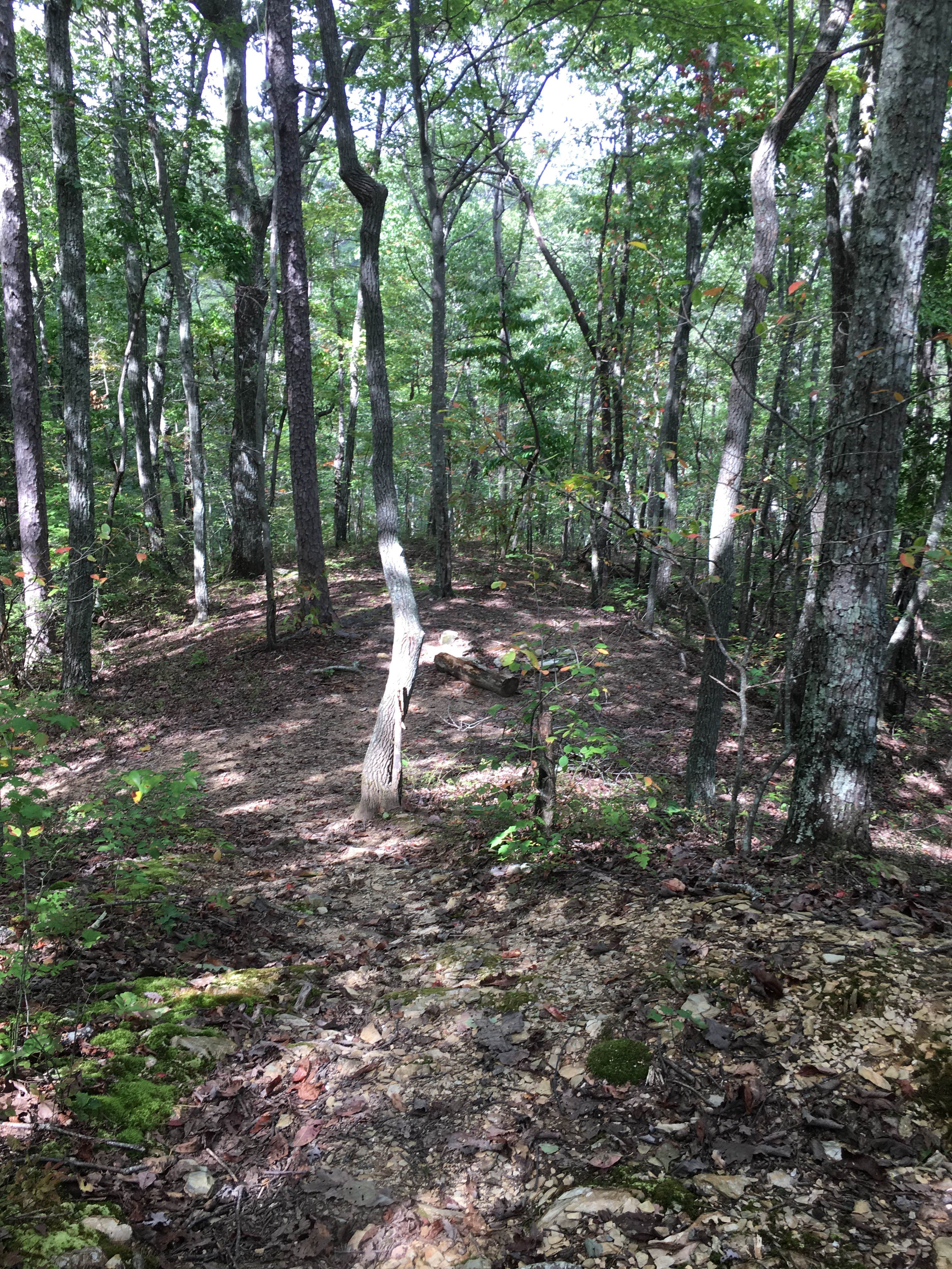 Camper-submitted photo at Pinhoti Campground North of Talladega Scenic Drive 2 near Heflin, AL