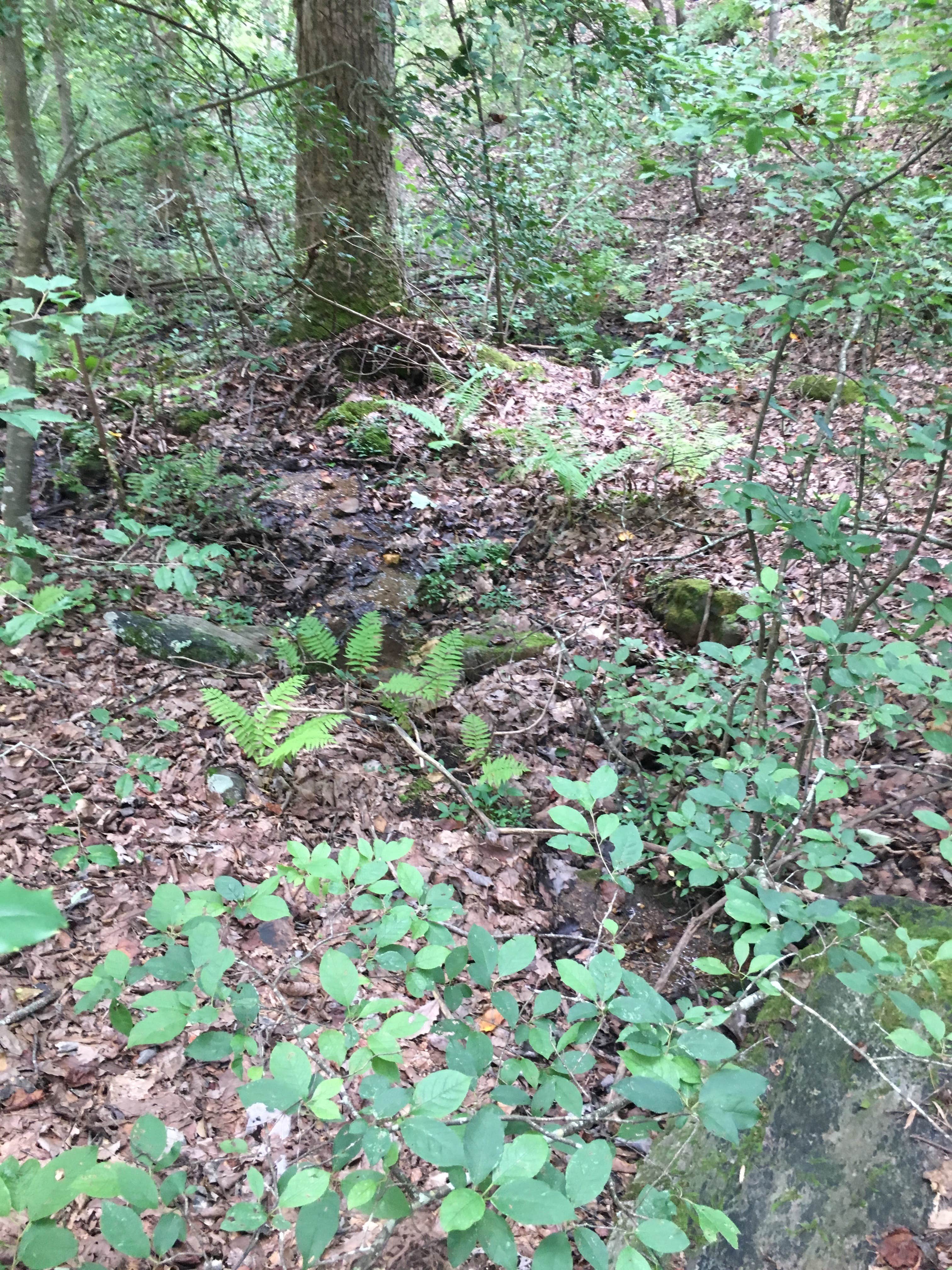 Camping near Scenic Drive RV Park and Campground: Pinhoti Campground North of Talladega Scenic Drive 2, Delta, Alabama