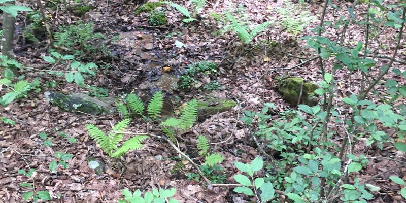 Camper submitted image from Pinhoti Campground North of Talladega Scenic Drive 2