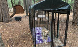 Mel O.'s photo of camping with pets at Island Warriors Retreat near Mill Creek, CA