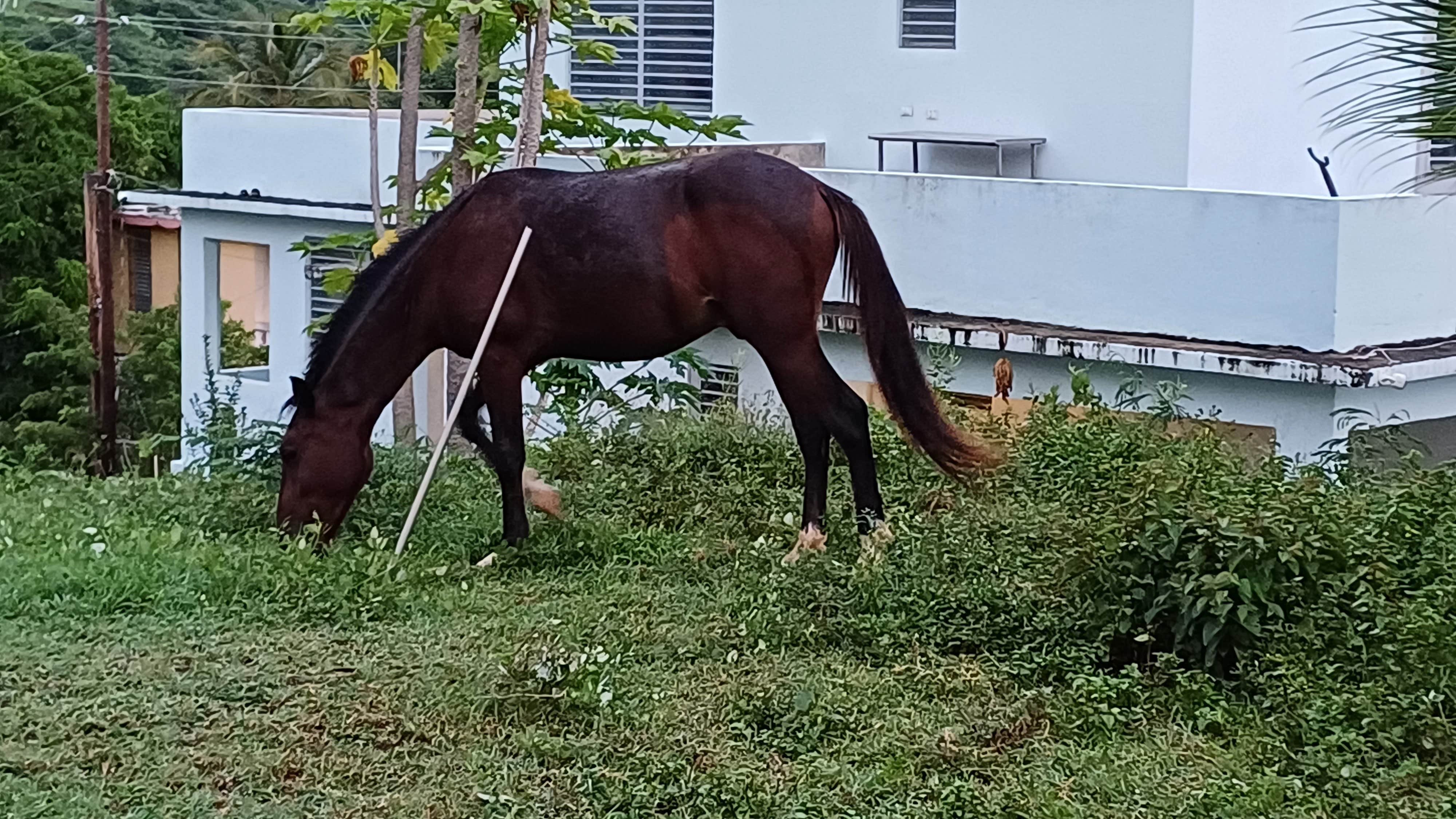 Camper-submitted photo at Rooster Run Guest House and Camping in Puerto Rico