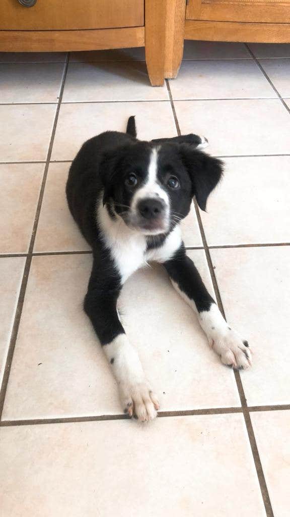 Rollin R.'s photo of camping with pets at Rooster Run Guest House and Camping in Puerto Rico