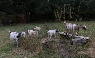Dee S.'s photo of camping with pets at bee haven near Ridgeville, SC