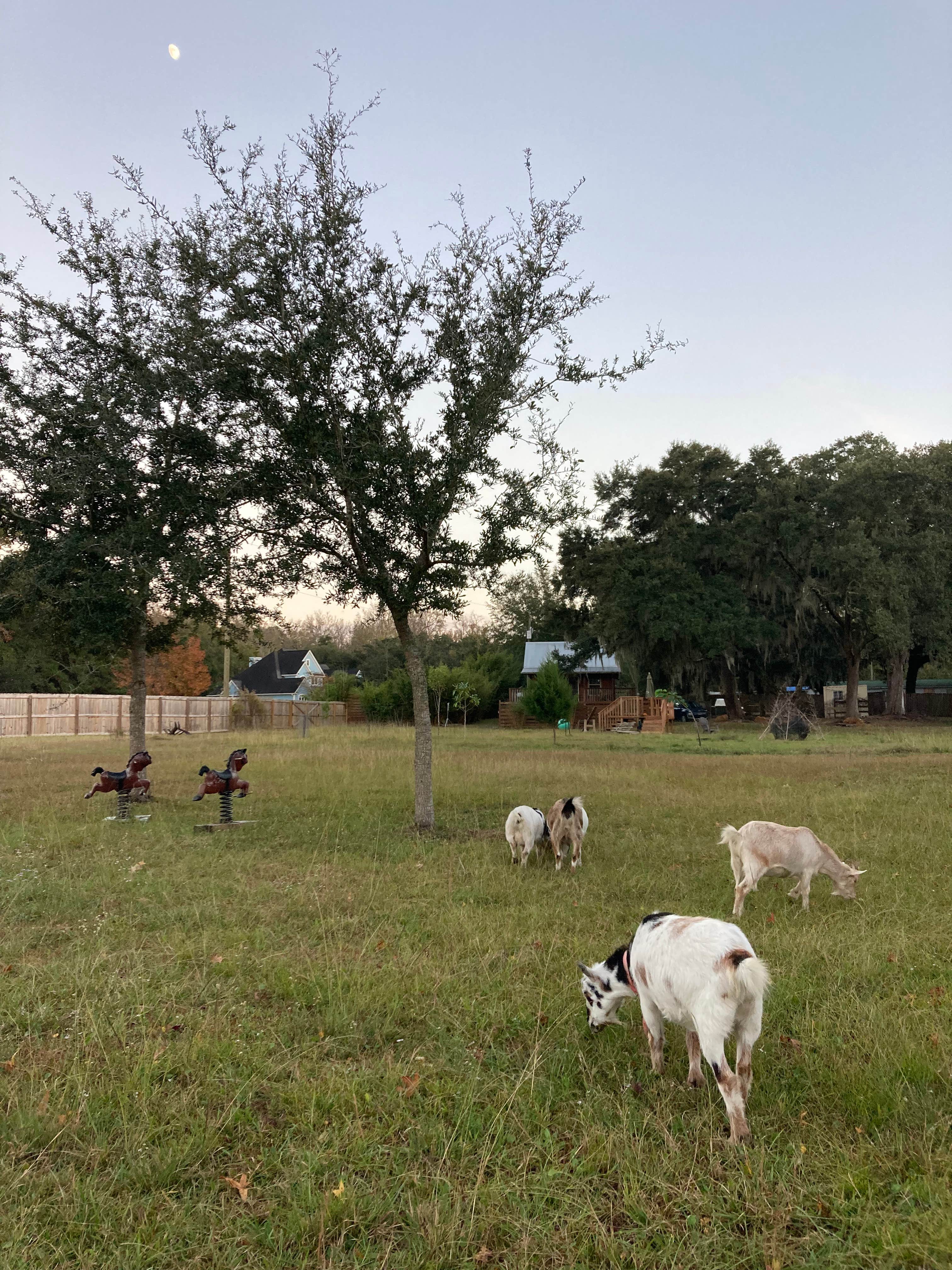 Dee S.'s photo of camping with pets at bee haven near Sullivan's Island, SC