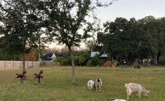 Dee S.'s photo of camping with pets at bee haven near Folly Beach, SC