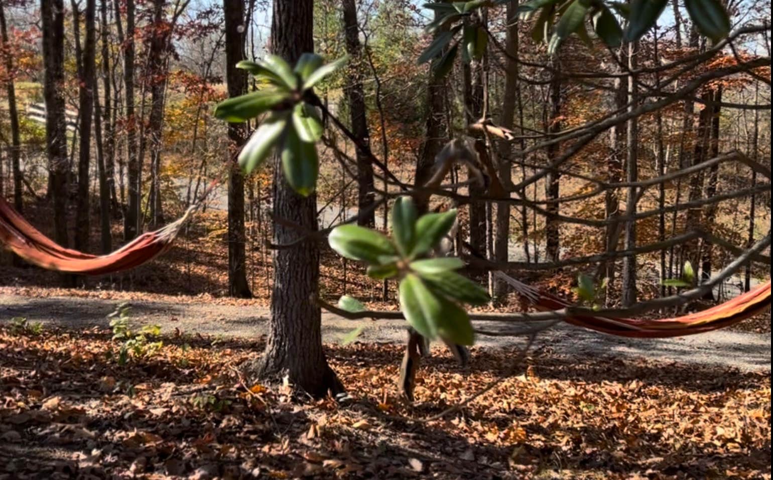 Camper-submitted photo at Hidden Timbers Homestead near Pleasant View, TN