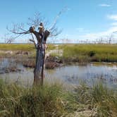 Review photo of Jekyll Island Campground by William N., November 30, 2023