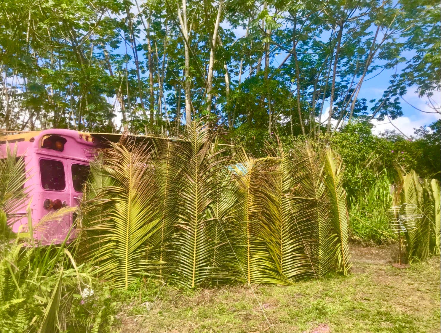 Camping near Soil to Soul - PERMANENTLY CLOSED: Hawaiians Matter Village, Hawaiian Paradise Park, Hawaii