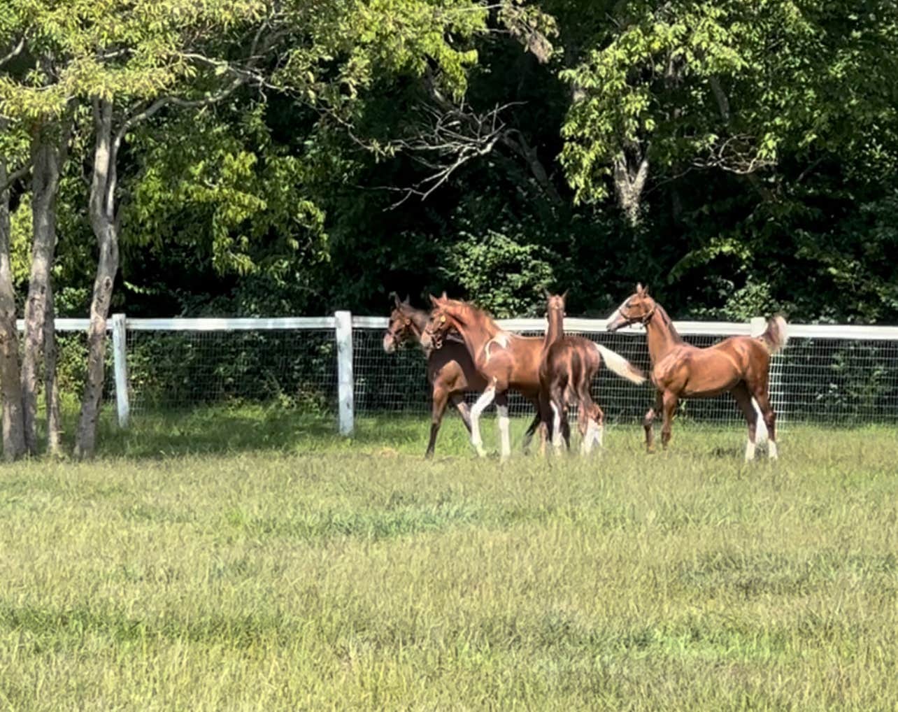 David F.'s photo of camping with a horse at Ravenscroft near Taylorsville, KY