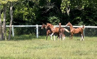 David F.'s photo of camping with a horse at Ravenscroft near Wellington, KY