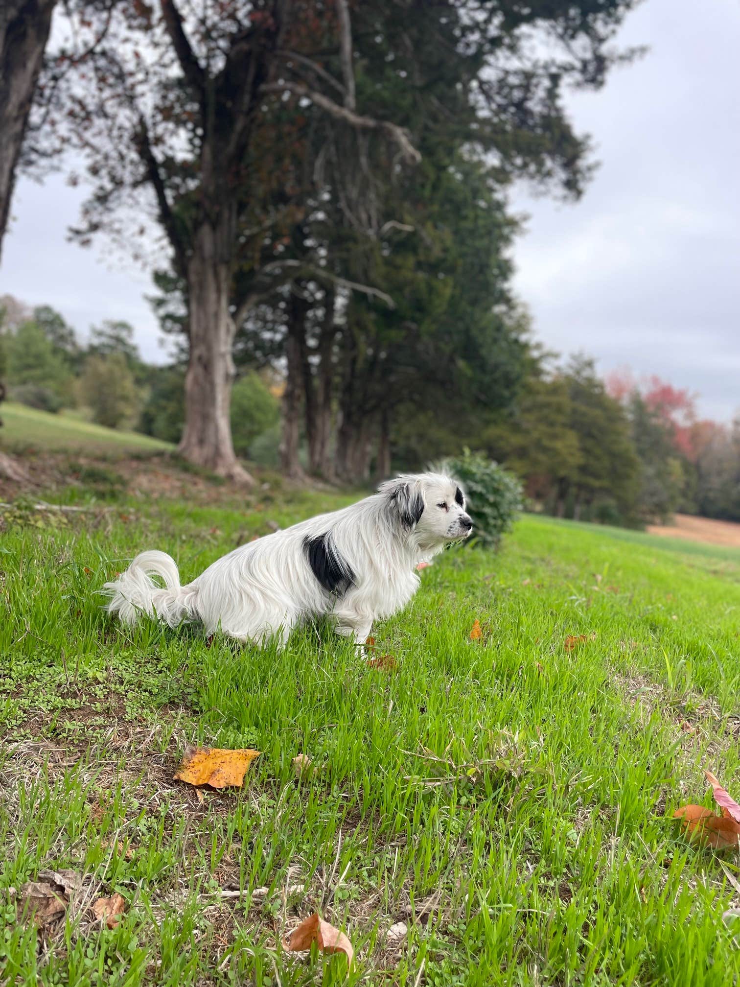 Camper-submitted photo at Shirewood near Conway, AR