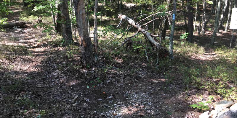 Camper submitted image from Group Camp near Blue Mountain Shelter — Cheaha State Park