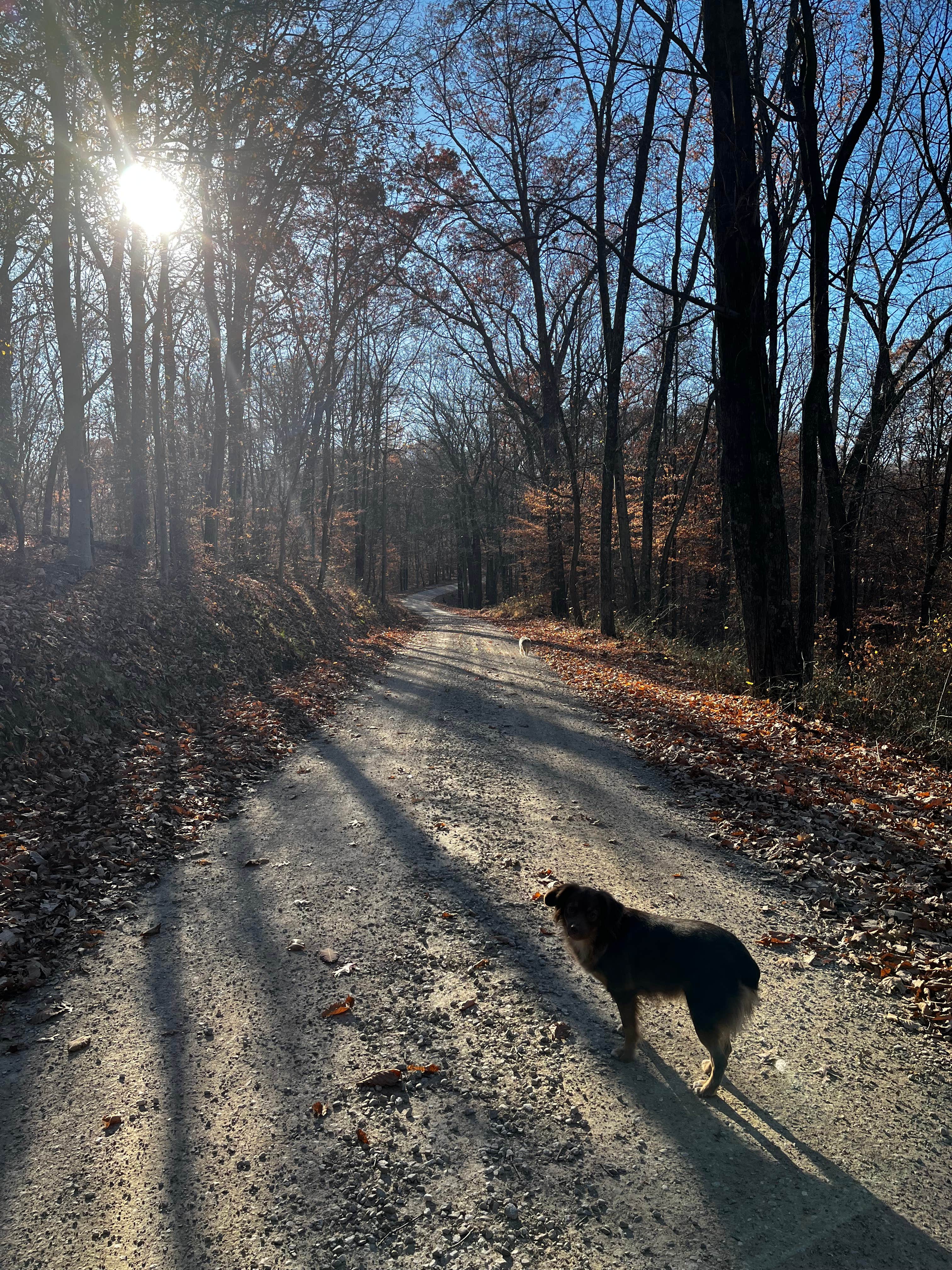 Reuben R.'s photo of camping with pets at Berry Ridge Road - Dispersed Camping near Edinburgh, IN