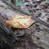 Review photo of Cayton Campground by Crystal C., October 24, 2018
